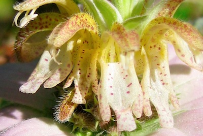 monarda punctata